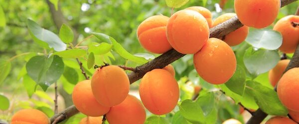 puree van gefermenteerde abrikozen