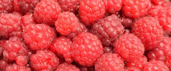 puree van gefermenteerde frambozen